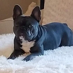 Rehoming French Bulldog 2yr male