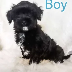 Pomchi Yorkipoo