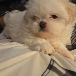Lune and Jacques' Malshi Litter