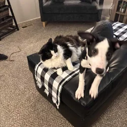 Loving Puppy