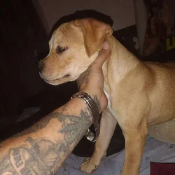 4 month old game bread pit bull carver / Eli w🔥🔥