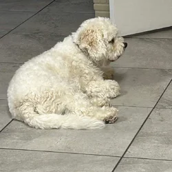 Selling adorable 3yr old cavachon
