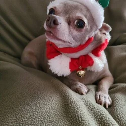 Blue Chihuahua