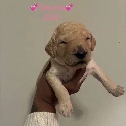 Goldendoodle Puppies