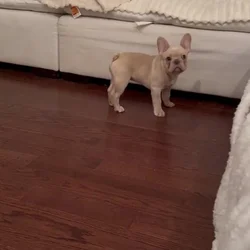Frenchie lil papa