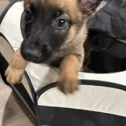 Belgian Malinois Puppies