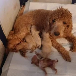 Mini-Poodles for re-homing