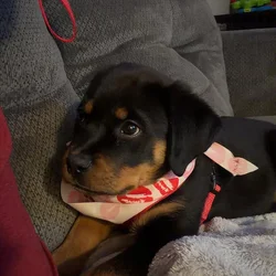 AKC Certified Pedigree Rottweiller