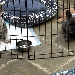French Bulldogs puppies