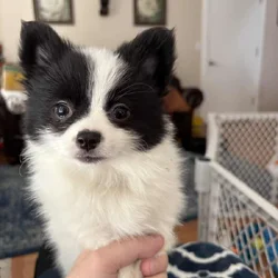 Papillon puppies ( 11 weeks )