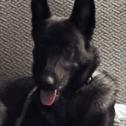 Belgium shepherd / husky mix