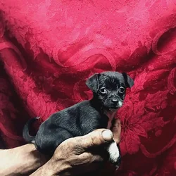 Toy Doxiepoo
