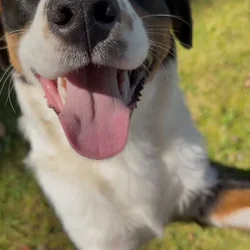 Australian Shepherd Pup for Adoption