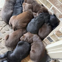 AKC Lab puppies
