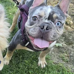 Blue Merle Male Frenchie