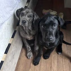 Italian Daniff Puppies