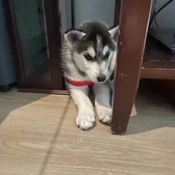 Siberian husky puppies
