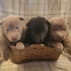 Rehoming AKC, GSD Puppies