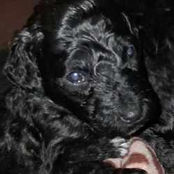 Labradoodles