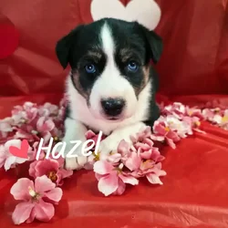 Husky border collie pitbull puppies