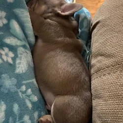 AKC French bulldog pups
