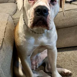 Female American Bulldog