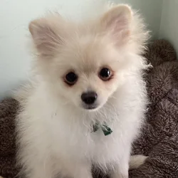 Purebred Pomeranian puppy for sale- Cheshire, CT