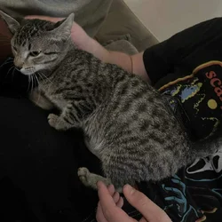 Bangel kitten