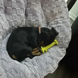 6 month old female