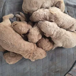 Poodle puppies