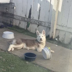 6 month husky