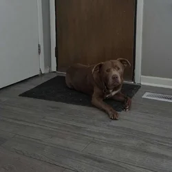 Loving Older Dog