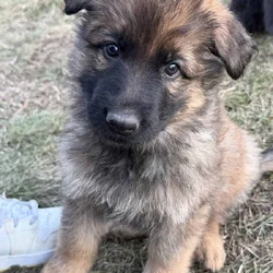 German shepherd puppies