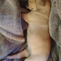 Puppy for sale