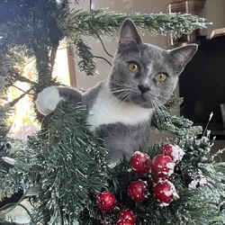 Gray male cat