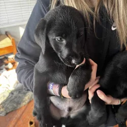 Lab puppies