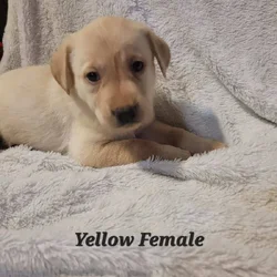 Lab Puppies
