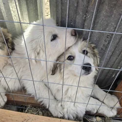 Great Pyrenees Puppies For sale