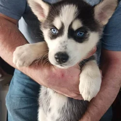 Husky puppies for sale