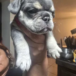 Lilac female frenchie pup