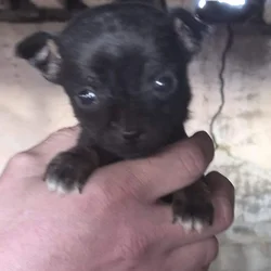 Chichuhua puppies