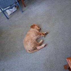 Golden Retriever Puppy