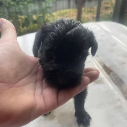 Giant Schnauzer
