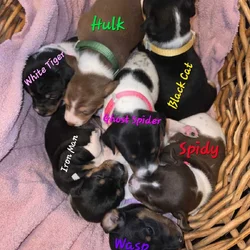 Rat Terrier Puppies