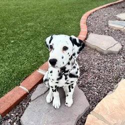 Sweet little girl looking for home
