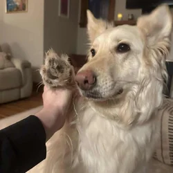 Rehoming Sasha the White German Shepherd