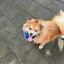 Pomeranian Stud