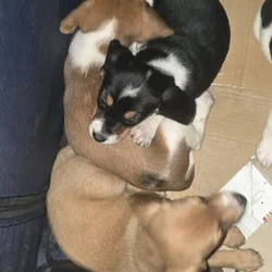 Beagle mix puppies