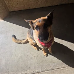 Female German Shepard