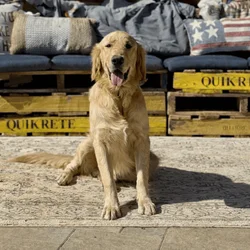 Golden Retriever Heartthrob ❤️